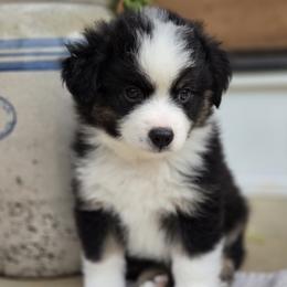 Gonzo - Black tri male Miniature Australian Shepherd puppy in Bethel Springs, Tennessee from Debbie Young