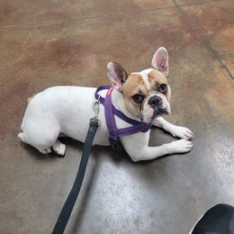 Dolly - French Bulldog