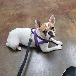 Dolly - French Bulldog