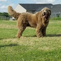 Bosley - Newfoundland