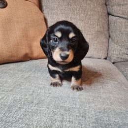 Denver - Black and cream male Dachshund puppy in Lindsay, California from Lewis Creek Dachshunds