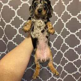 Dachshund Puppies from Dreaming of Dachshunds