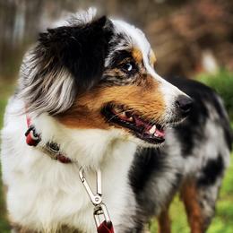 Molly - Miniature Australian Shepherd