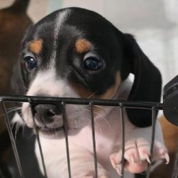 Panda - Piebald male Dachshund puppy in San Antonio, Texas from Little Paws Doxies