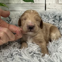 Stormy's Green Collar Boy 2150.00 - Cream male Goldendoodle puppy in Alvin, Texas from JP Southern Doodles