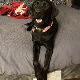 Rosie - Labrador Retriever