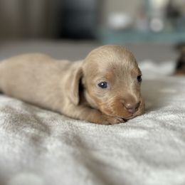 Dachshund Puppies from Silver Dach Farms