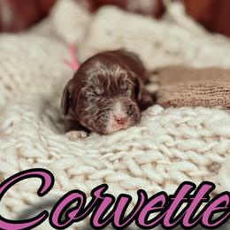Corvette - Chocolate male Australian Labradoodle puppy in Decatur, Alabama from Southern Meadows Doodles