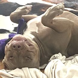 Boy-Red - Fawn American Bully puppy in Conroe, Texas from Titanium Kilo Kennels