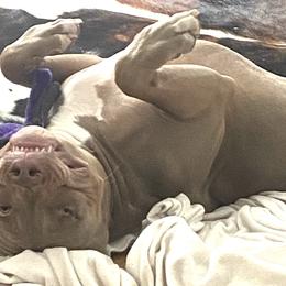Boy-Red - Fawn American Bully puppy in Conroe, Texas from Titanium Kilo Kennels