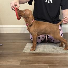 Pink Girl - Golden rust female Vizsla puppy in Mc Kinney, Texas from Clíodhna Kennel