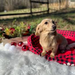 Lilly - Dachshund