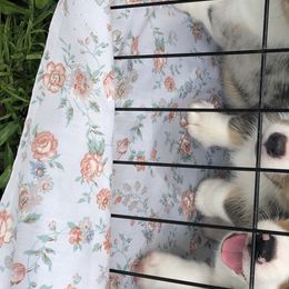 American Corgi and Pembroke Welsh Corgi Puppies from Red White & Bluie Corgi