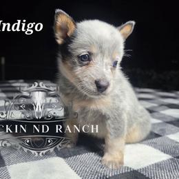 Indigo - Blue female Australian Cattle Dog puppy in Silsbee, Texas from Rockin ND Ranch