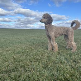 Bernedoodles and Goldendoodles from Spring Day Doodles