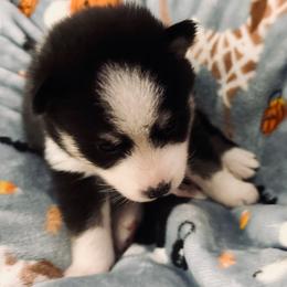 Howard - Black and white male Pomsky puppy in Cumberland County, Pennsylvania from M&L Pomskies
