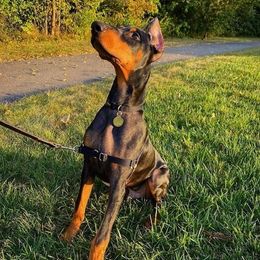 Doberman Pinschers and Labrador Retrievers from Buckfever Kennels