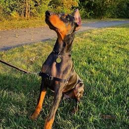 Doberman Pinschers and Labrador Retrievers from Buckfever Kennels