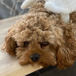 Cavapoos from Lynnette's Cavapoos
