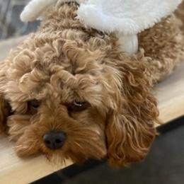 Cavapoos from Lynnette's Cavapoos