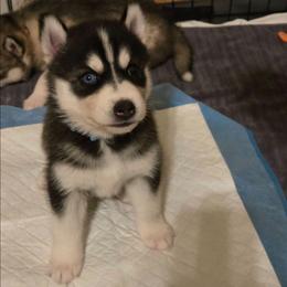 Girl 4 BLUE- SOLD - Black and white female Siberian Husky puppy in Canton, Georgia from Mayhemhuskies