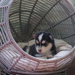 Pomsky Puppies from Arctic Star Pomskies