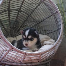Pomsky Puppies from Arctic Star Pomskies