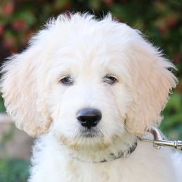 Goldendoodle Puppies from Carolina Doodle Puppies