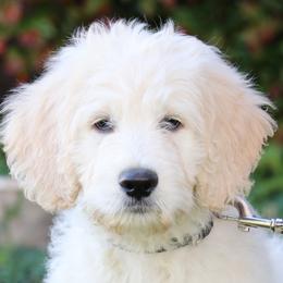 Goldendoodle Puppies from Carolina Doodle Puppies