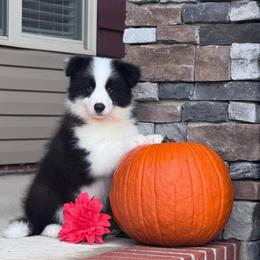 July - Black male Border Collie puppy in Dunn, North Carolina from Coylety Border Collies