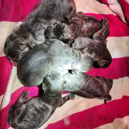 Amunet - Blue female German Shepherd puppy in Los Lunas, New Mexico from Mali's German Shepherds LLC