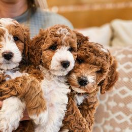 Bernedoodles, Cockapoos, and Goldendoodles from Macy Meadows Doodles