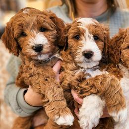 Bernedoodles, Cockapoos, and Goldendoodles from Macy Meadows Doodles