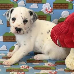 Rosalina - LUA - White and black female Dalmatian puppy in Whitwell, Tennessee from Rock a Dalmatian “RockADal”