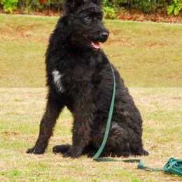 Belgian Laekenois, Dutch Shepherd, and Golden Retriever Puppies from Coswald