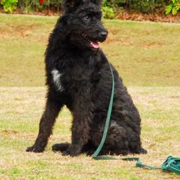 Belgian Laekenois, Dutch Shepherd, and Golden Retriever Puppies from Coswald