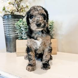Sedona - Blue merle female Aussiedoodle puppy in Flagstaff, Arizona from Gunstock Doodles
