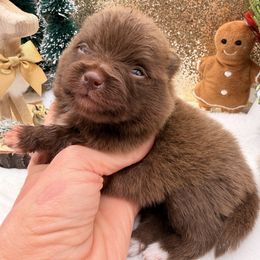 Pinkie Pie - Chocolate female Pomeranian puppy in Gilroy, California from Belt Fed Kennels