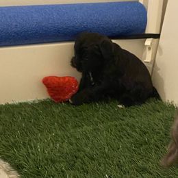 Schnoodle Puppies from Noodle Tings Puppies