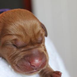 Labrador Retriever Puppies from Triple Creek Kennel
