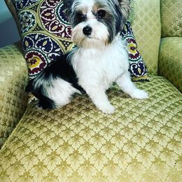 Yorkshire Terrier All Grown Up from Mimi’s AKC Yorkies