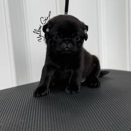Yellow Girl - Black female Pug puppy in Punta Gorda, Florida from Lazuli Pugs