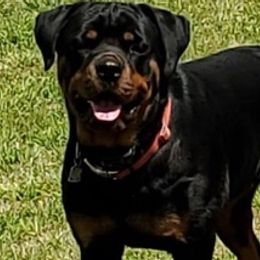 Rottweilers from Sinking Fork Rottweilers