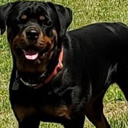 Rottweilers from Sinking Fork Rottweilers