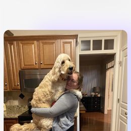 Goldendoodle All Grown Up from Faithfully Yours Doodles