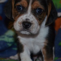 Reno Sacramento Gus - Black tan and white male Beagle puppy in Spring Creek, Nevada from Badland Kennel