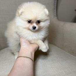 Scarlett - Cream female Pomeranian puppy in Phoenix, Arizona from Luxpomz