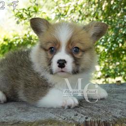 Finn (Red Male 2) - Red male Pembroke Welsh Corgi puppy in Straughn, Alabama from Magnolia Creek Corgis