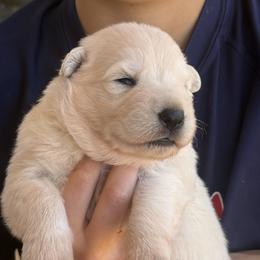 ScenicCreek Lumière - White female Berger Blanc Suisse puppy in Bexar County, Texas from Scenic Creek German Shepherds and White Swiss Shepherds