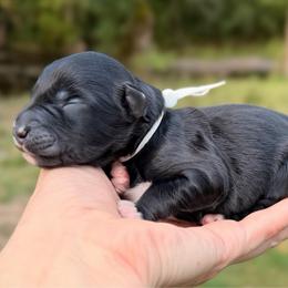 Lurch - Black and white male Aussiedoodle puppy in Mulino, Oregon from Korbella Farm